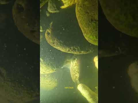 Ketemu yang besar-besar terus #cariikan