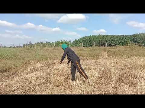 ฟางสวยๆกับเครื่องอัดHP130plus สำมะปี๋ กรุ๊ป ฟางสวยๆกับเครื่องอัดHP130plus