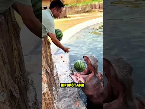 Esses hipopótamos ficaram felizes com o presente! Mas... 😭