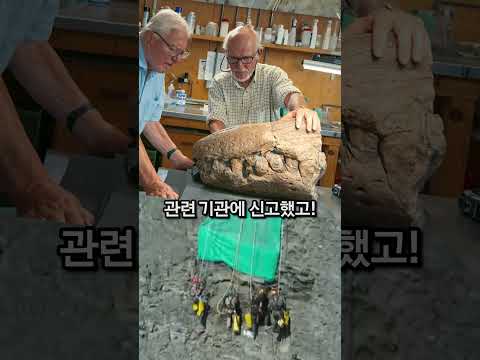 12m 절벽에서 발견된! 엄청난 크기의 화석!