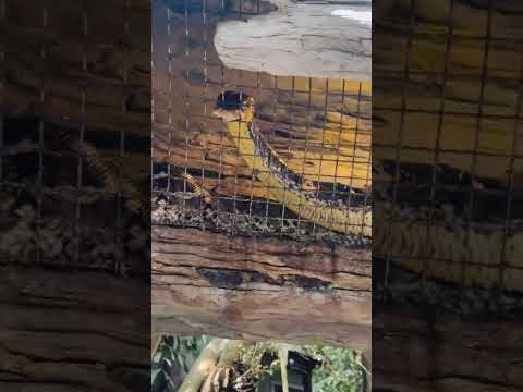 Apakah itu ular sungguhan?