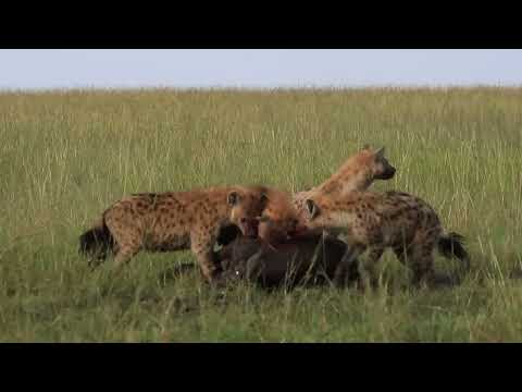 HYENAS SAVAGELY ATTACK BUFFALO CALF || HYENA ATTACK || MAASAI MARA || WILD EXTRACT