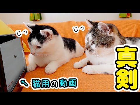 猫用じゃらし動画を仲良く観る兄弟猫がかわいすぎた