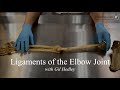 Elbow Joint Anatomy and Function