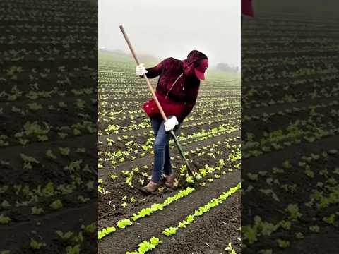 Super Technique for Thinning Vegetables in Raised Beds #satisfying @HappyFarm85