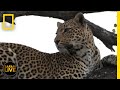 Wildlife Behavior and Survival Strategies