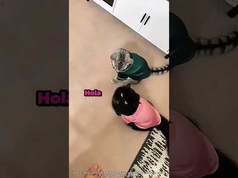 Cómo explico esto a la cuidadora de gatos #gatos #humor #relatable