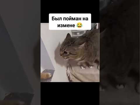 Скандал 😂 #shorts #шортс #приколысживотными #кот