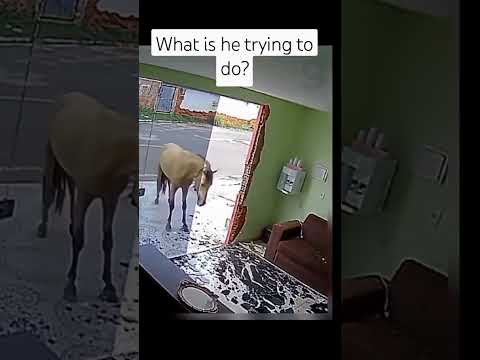 Wait for the horse move