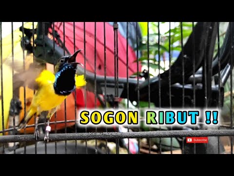 TERAPI BUNYI SOGON RIBUT !!