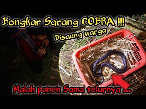 BONGKAR SARANG COBRA DI SAUNG WARGA! MALAH PANEN SAMA TELURNYA LANGSUNG! INDUKNYA GALAK BANGET