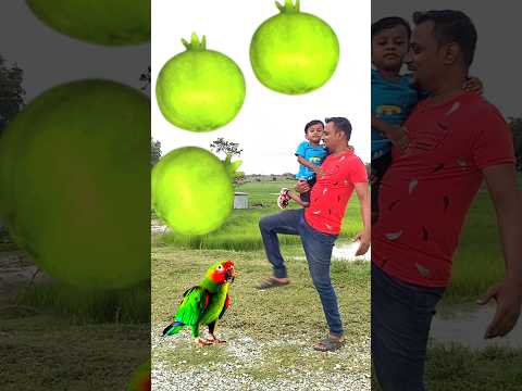Rounding green pomegrante kadambas to Duck, Peacock, Pigeon & Parrot - Birds names magic video