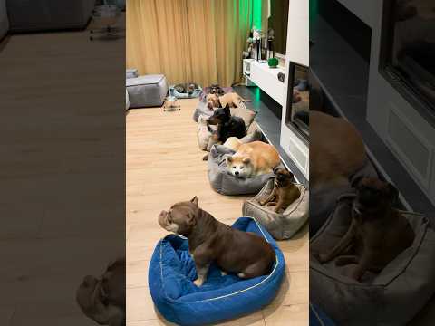 Разница собачьих темпераментов. Наглядно 👀