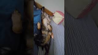 Kuschelhund: Der Malinois entspannt auf dem Rücken