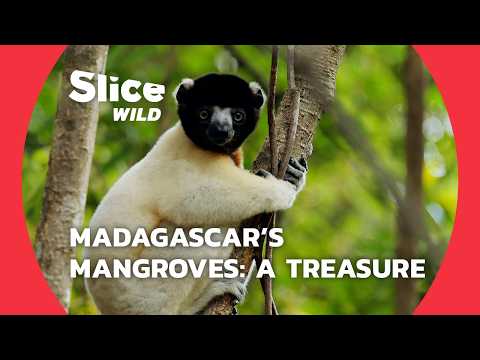 YouTube video thumbnail: Madagascar’s Mangroves: Saving Nature’s Carbon Traps