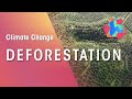 Deforestation and Its Impact