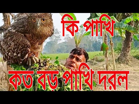 কি আজব একটা পাখি দরল |