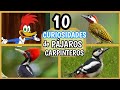 Conociendo a los Pájaros Carpinteros