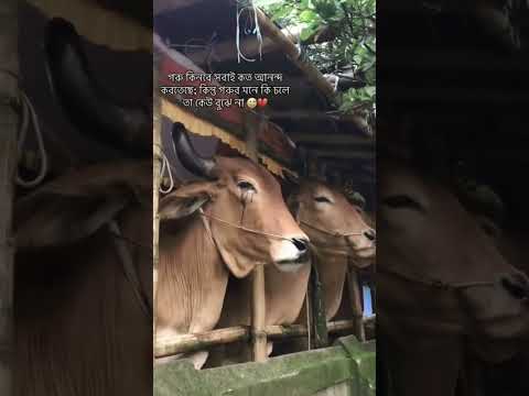 আনন্দের দিন গুলোর অপেক্ষা করতে করতে,, শেষ দিনে চলে আসলাম, আর মাত্র কয়েক ঘন্টা বাকি,,🥹💔#viral#foryou