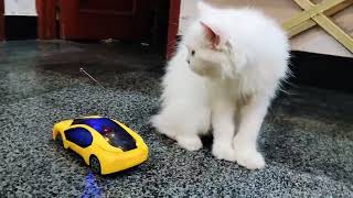 Cute Viral Cat