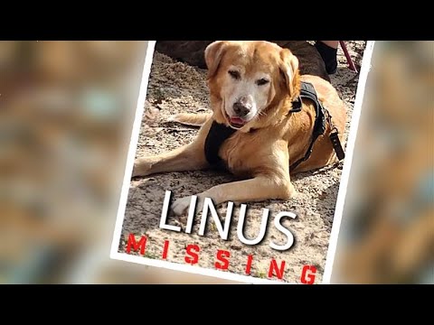 Heat Drone Reunites Owner with Dog Lost in Tornado