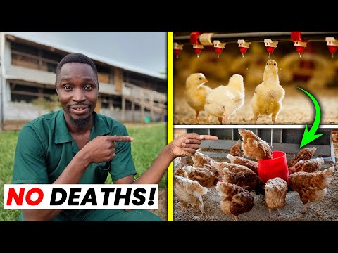 Secrets to Having NO DEATHS on a Chicken Farm