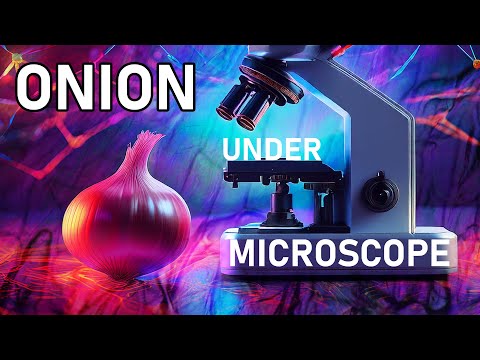 Onion In The Rush Hour [ Under Microscope ]