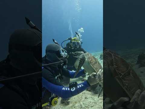 This turtle didn't run away, but came closer after being rescued ‼️