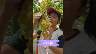 หนูแย้มเก็บองุ่น ที่สวนองุ่นอิ่มสุข เชียงใหม่