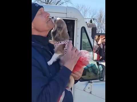 Dogs and delivery men #cute #dog #dogs