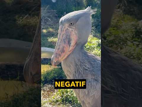 Bu aptal kuş neden tüylerini insanlara veriyor ? 🦤#hayvanlar #bilgi #belgesel # #yavruhayvanlar