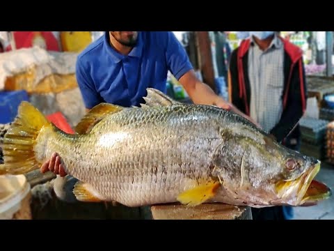 Fish Cutting Skills || GREAT!! Huge Barramunda Fish Cutting By Expert Fish Cutter ||