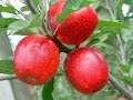 Ecologia das Macieiras e Polinização