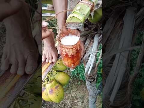 Beginilah Proses Pengambilan Nira Kelapa #kelapa #tradisional #pertanian