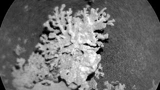 CURIOSITY ENCUENTRA UN "CORAL" EN MARTE