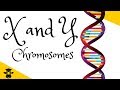 Understanding X-Linked Traits