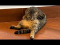 Understanding Cat Behavior and Reactions
