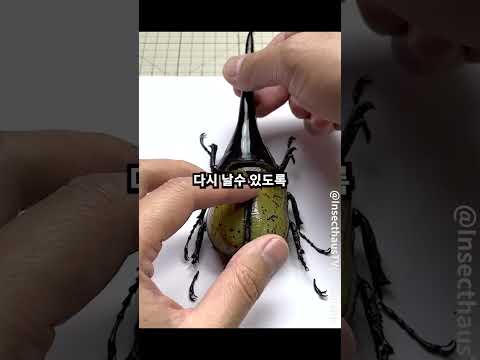 장수풍뎅이 로봇