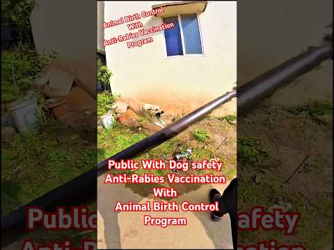 Amazing Street Dog Catching City 🌆#dogwithpublicsafety #dog #ytshortsindia #trending #animals