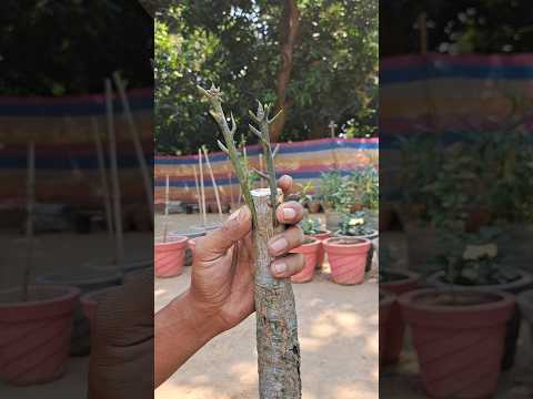 Mango Grafting आम के पौधे पर ग्राफ्टिंग करने का आसान तरीका। Mango plants grafting #mangotree#shorts.