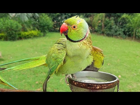 Cute Talking Parrot Taking a Shower