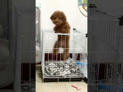 Adorable Brown Poodle Puppy in a Dog Crate – Heart Melting Scene 💕 #toypoodle #cutepuppy