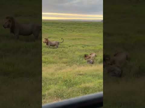 Lion killing Hyena amboseli national park.. #natgeowild #thehyena #4k #shortsvideo #natgeoindia