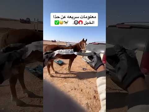 #يوميات_ترند #خيل #اكسبلور #اشترك_بل_قناة_وفعلو_الجرس_ليصلكم_كل_جديد
