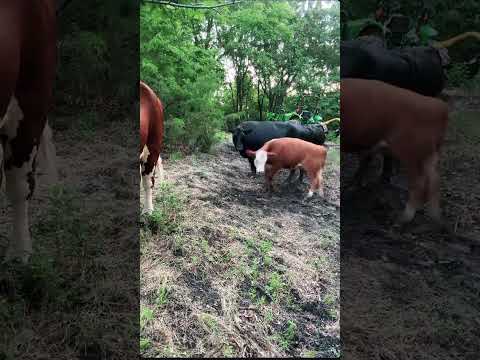 Ruth is fitting right in #rufusthebull #cow