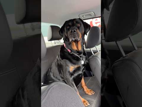 GUILTY OF SAUSAGE THEFT?