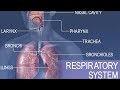 Exploring the Human Respiratory System