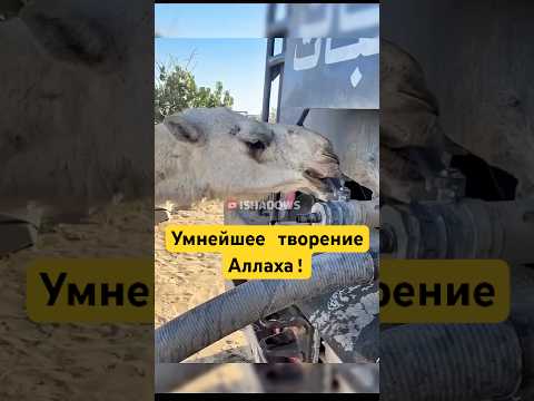 Одно из Умнейших Творений Аллаха! #shotrs