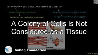 A Colony of Cells is Not Considered as a Tissue