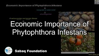 Economic Importance of Phytophthora Infestans